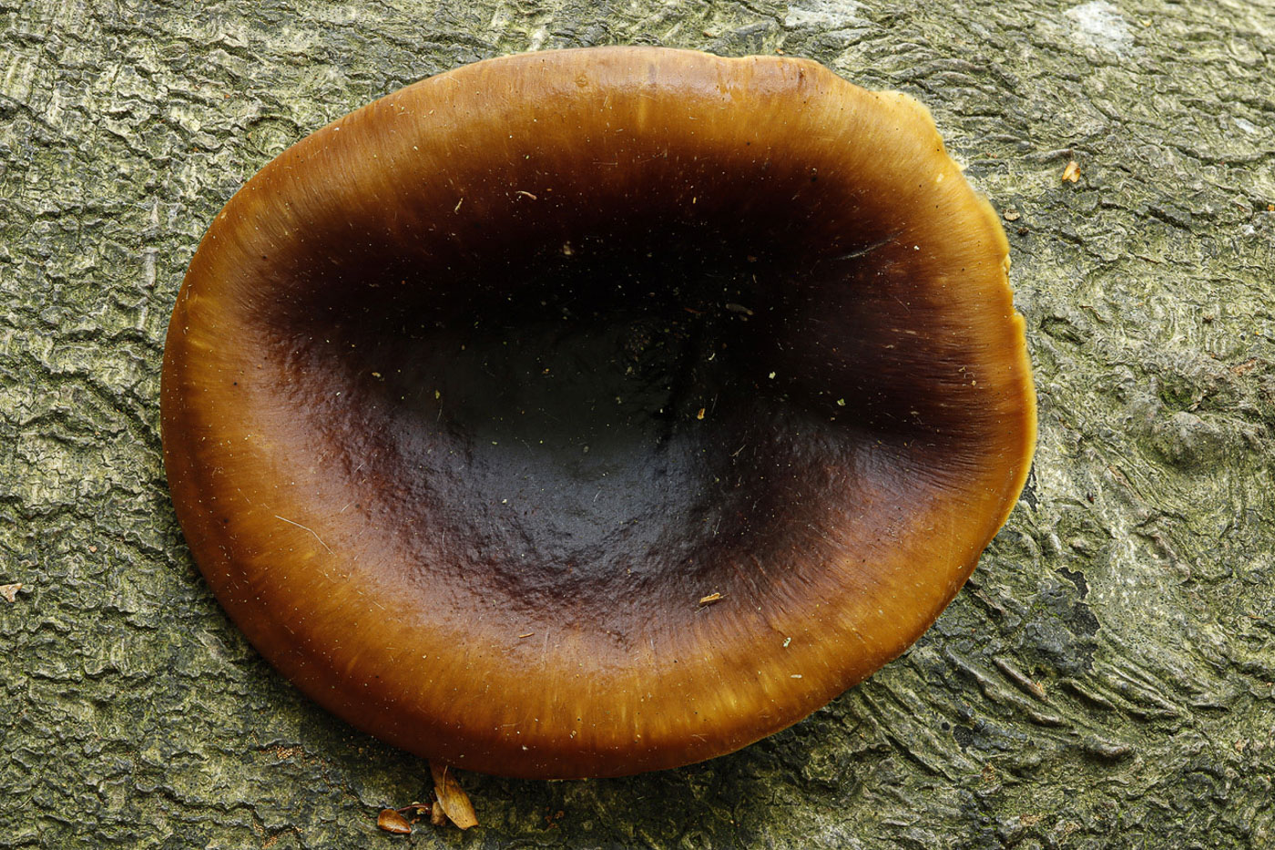 Polyporus durus  by Paul Goby